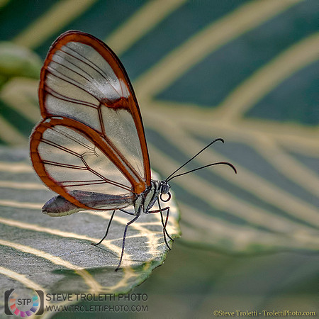 Glasswing - Greta Oto (Papillon / Butterfly)