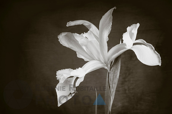 Beautiful Iris in bloom