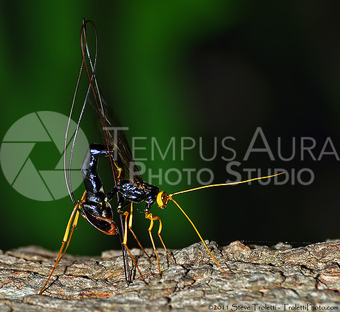 Ichneumonoidea - Giant Ichneumon Wasp Laying Eggs in Bark