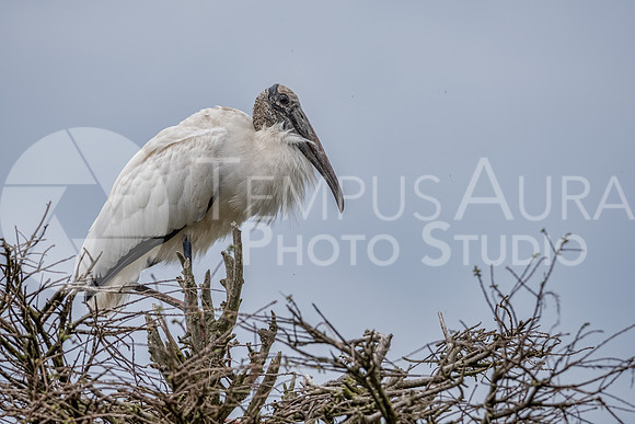 Wood Stork  / Tantale d'Amérique