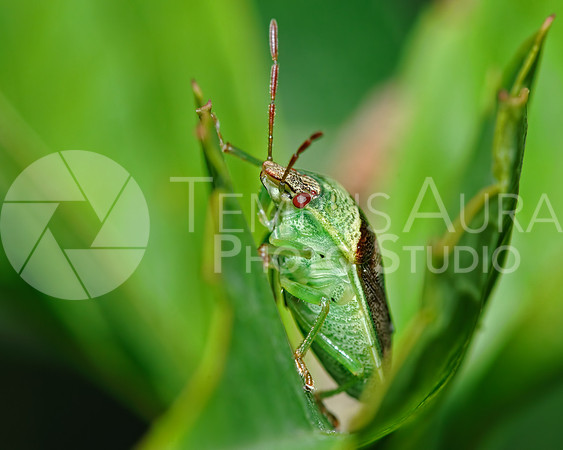 Stink Bug / Punaise diminuée (Banasa dimiata)