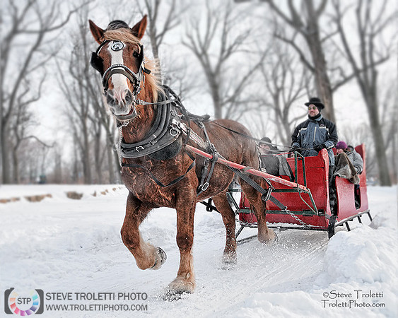 Horse-drawn sleighride / Promenade en traîneau à cheval (Fête des neiges de Montréal)