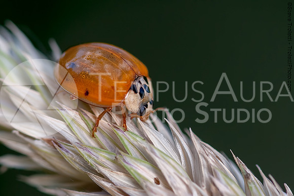 Coccinelle / Ladybug