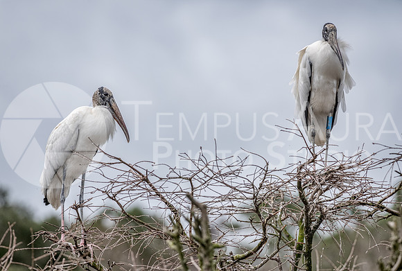 Wood Stork on branches / Tantale d'Amérique sur des branches
