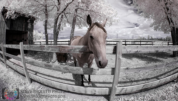 Infrared Horse - Cheval Infrarouge