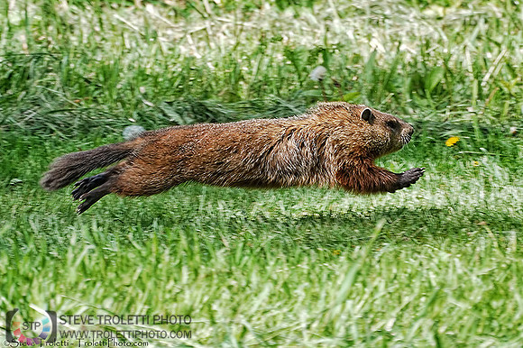 Is It A Plane? Is It A Bird? No..It's....SUPERGROUNDHOG!