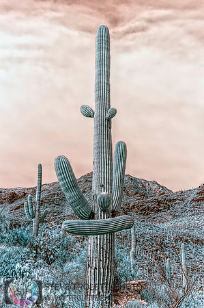Saguaro Cactus - Arizona - INFRARED