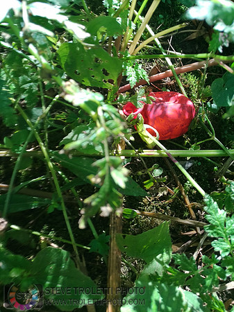Déchets, peinture, poudre colorer, ballons, et plus dans le parc de Brouage, Boucherville suivent une activité de camp de jour le 2018-08-07