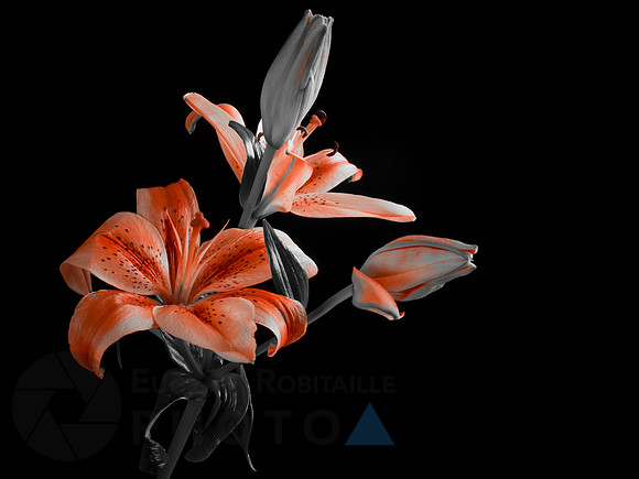 Asiatic lily