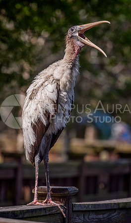 Juvenile Wood Stork 1