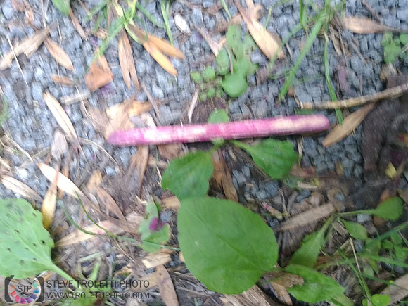 Déchets, peinture, poudre colorer, ballons, et plus dans le parc de Brouage, Boucherville suivent une activité de camp de jour le 2018-08-07
