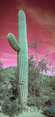 Saguaro Desert