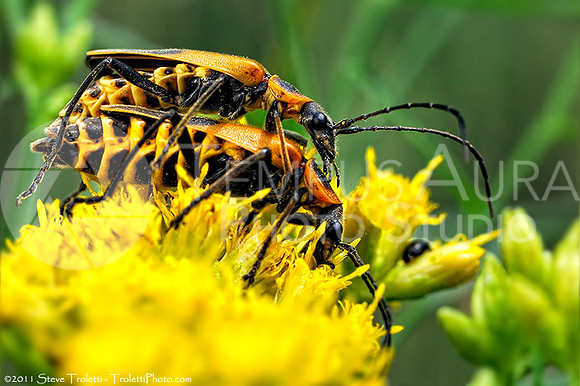 The Mating Game