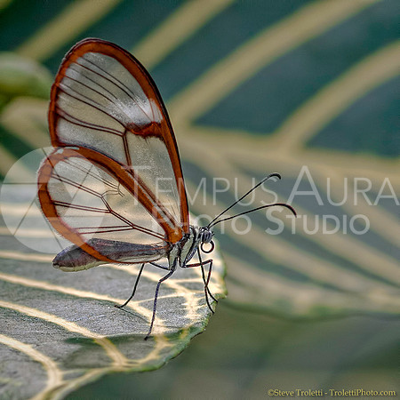 Glasswing - Greta Oto (Papillon / Butterfly)