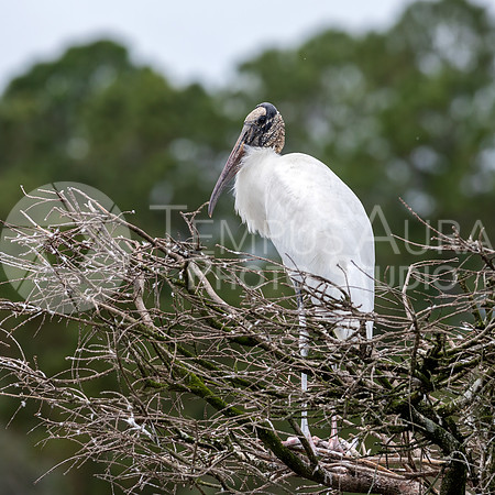 Wood Stork  / Tantale d'Amérique