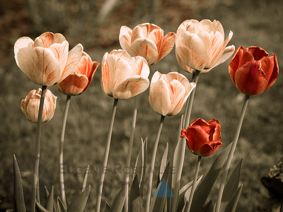 Tulips