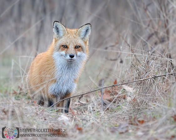 Red Fox / Renard Roux