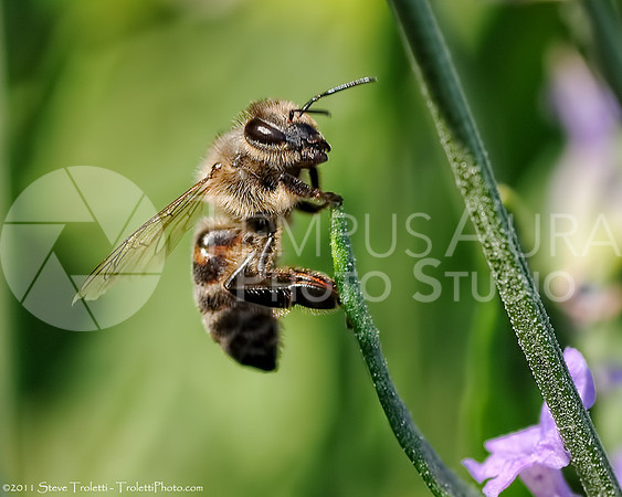 Honey bee / Abeille butinant