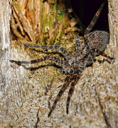 Dark Fishing Spider (Dolomedes tenebrosus)