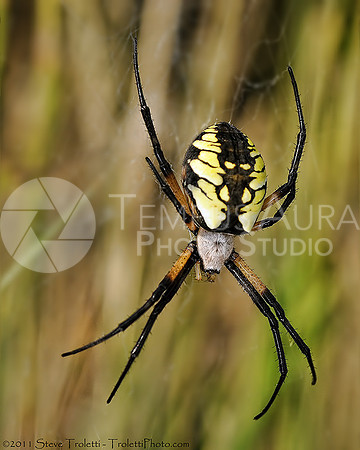 Female Argiope aurantia Spider