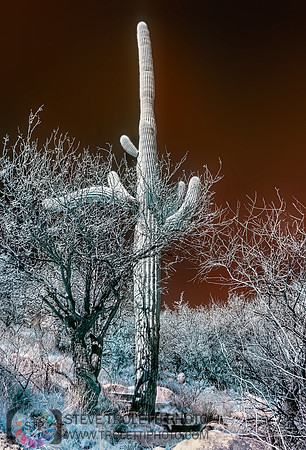 Saguaro Cactus - Arizona - INFRARED