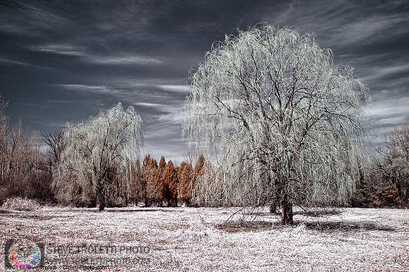 Field of Willows /Champ des Saules - IR