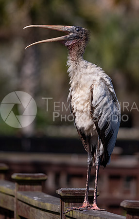 Juvenile Wood Stork 3