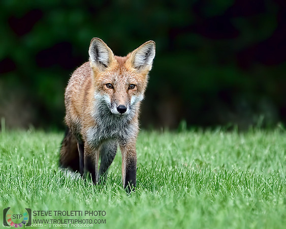 Juvenile Red Fox / Renard Roux Juvenile