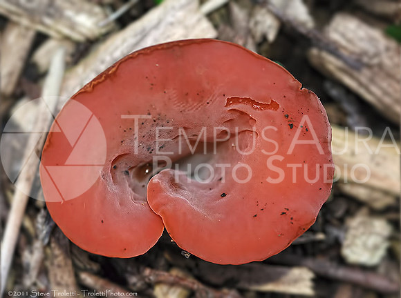 Tremiscus helvelloides - Guepinia helvelloides