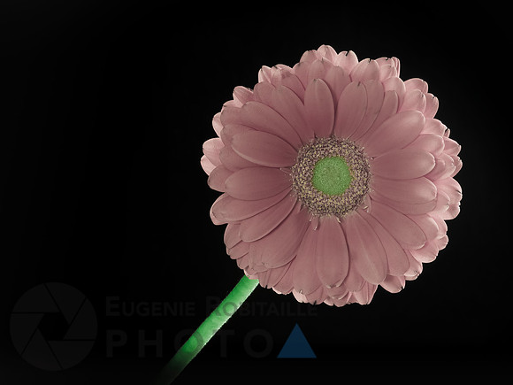 Gerbera daisy