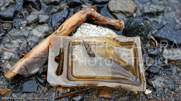 Trash Littering the banks of Montreal's Île-de-la-Visitation Nature Park