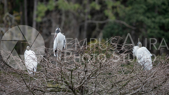 Wood Storks in a tree  / Tantale d'Amérique