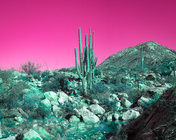 Desert landscape