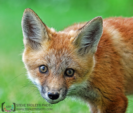 Red Fox Kit with Blood Swollen Mosquito on Left Eye / Renardeau avec un maringouin plein de sang sur l'œil gauche (Vulpes vulpes)