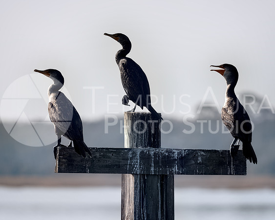 Three Double-crested Cormorant on a Dock Post