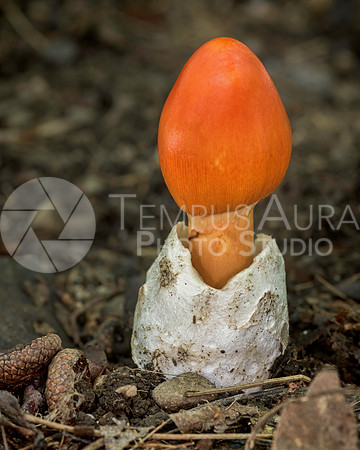 Mushroom - Champignon - Amanita jacksonii