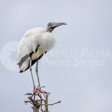 Wood Stork  / Tantale d'Amérique