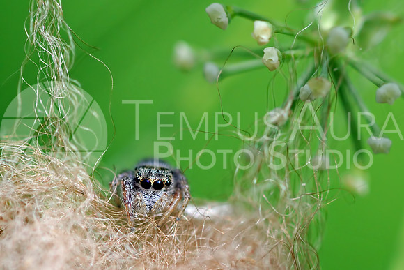 Jumping spider / Araignées sauteuses