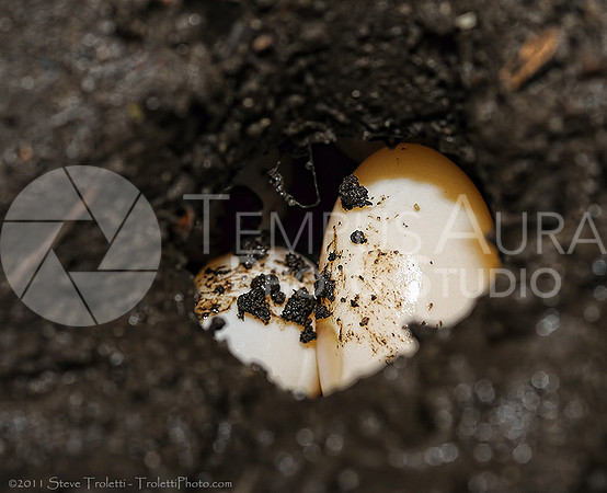 Painted Turtle (Chrysemys picta)  Eggs