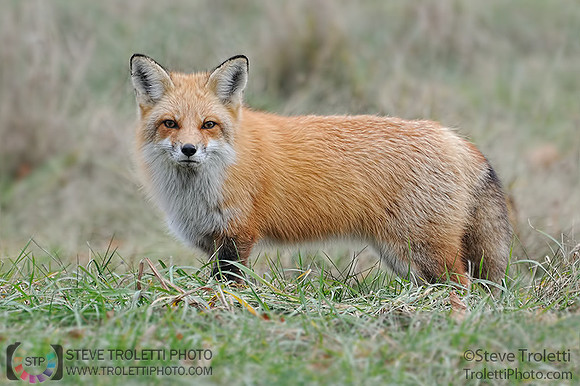 Male Red Fox / Renard roux mâle (Vulpes vulpes)