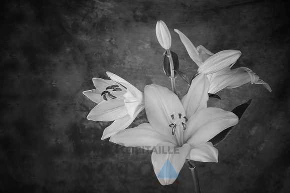 Lily in bloom