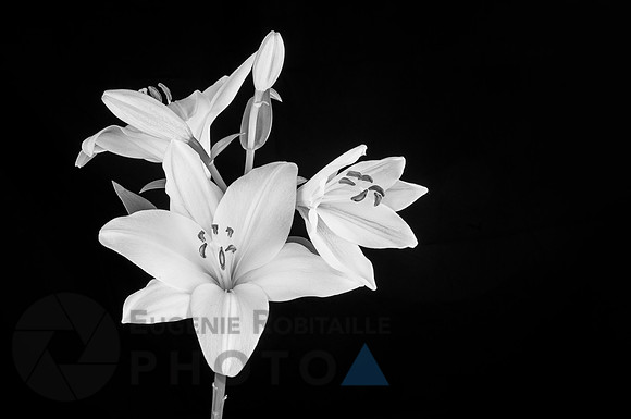 Lily flowers in bloom