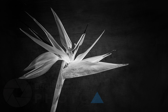 Bird of paradise flower in bloom