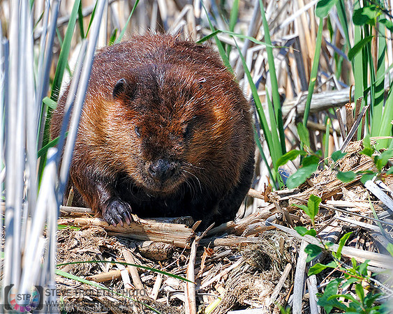 North American Beaver on his Lodge