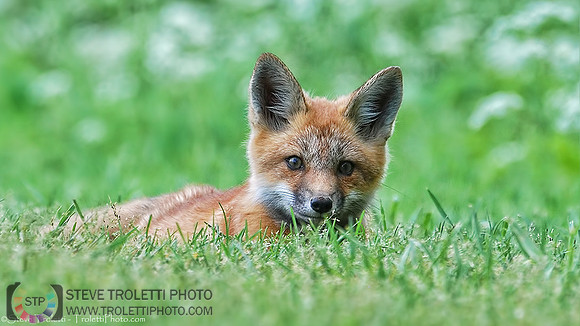 Juvenile Red Fox in Grass