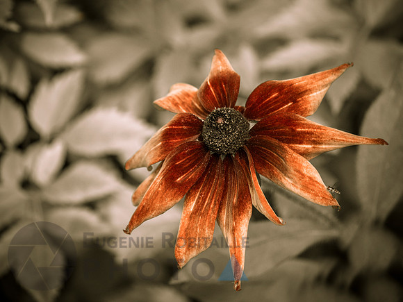 Equinacea Flower