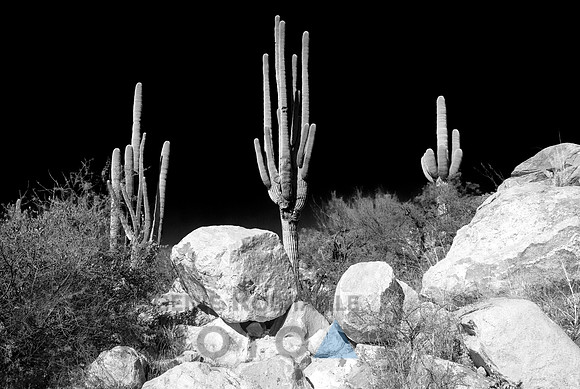 Desert landscape